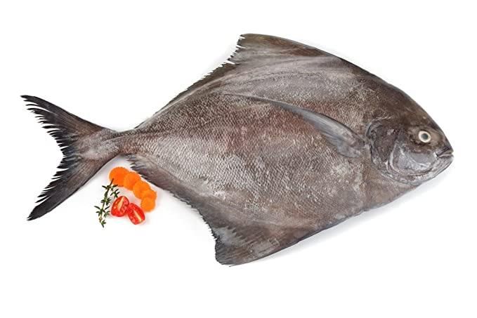 Black Pomfret Fish