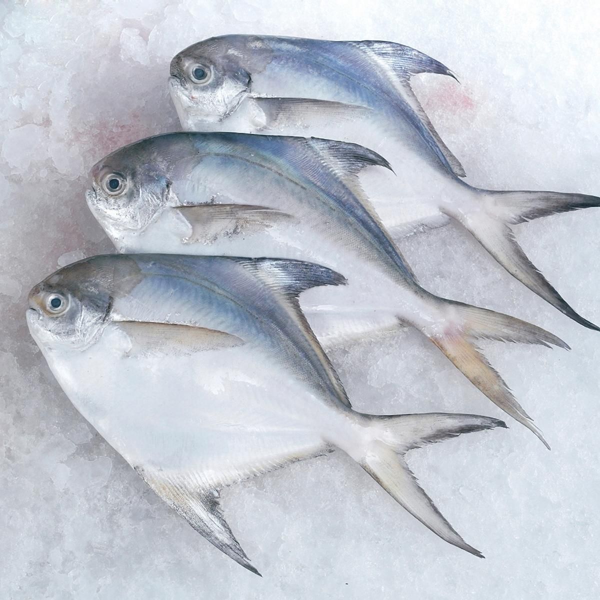 Pomfret Fish